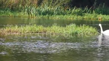 一个大河草岛漂浮在河边，而几只天鹅也跟着它